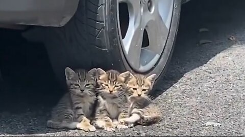 Cute kittens