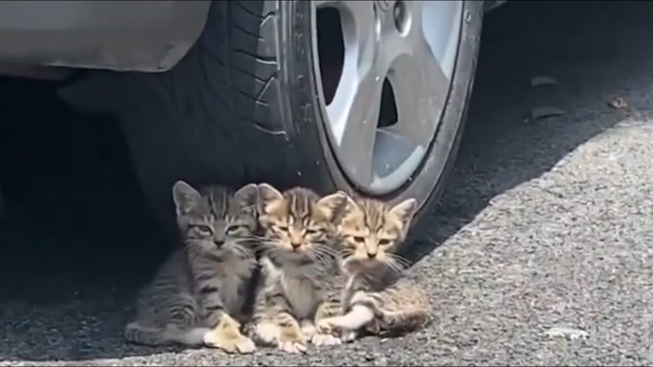 Cute kittens