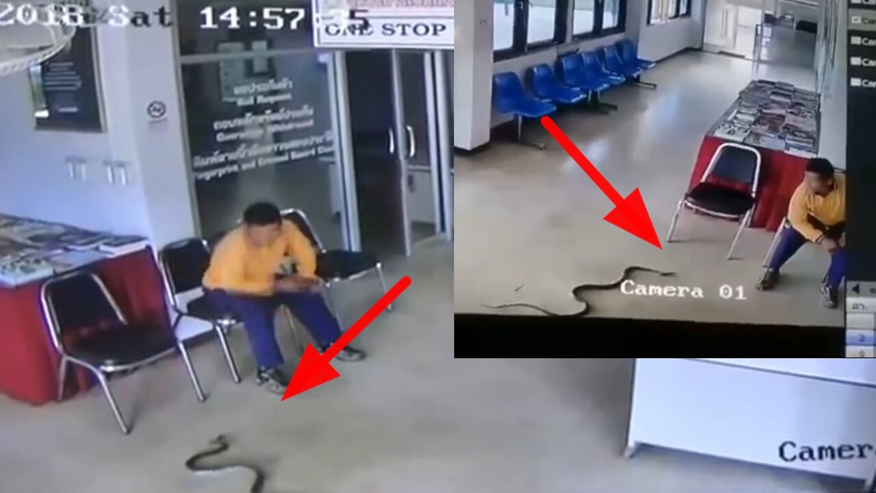 Dangerous snake attack a man at office caught on camera