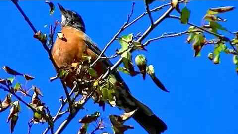 IECV NV #71 - 👀 Robin In The Tree 11-2-2014