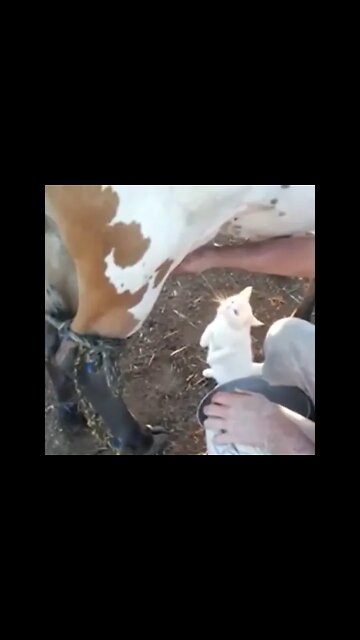 Drinking Fresh Milk #Shorts #ytshorts #UbertainmentFun #Dogs #Animals #Fun