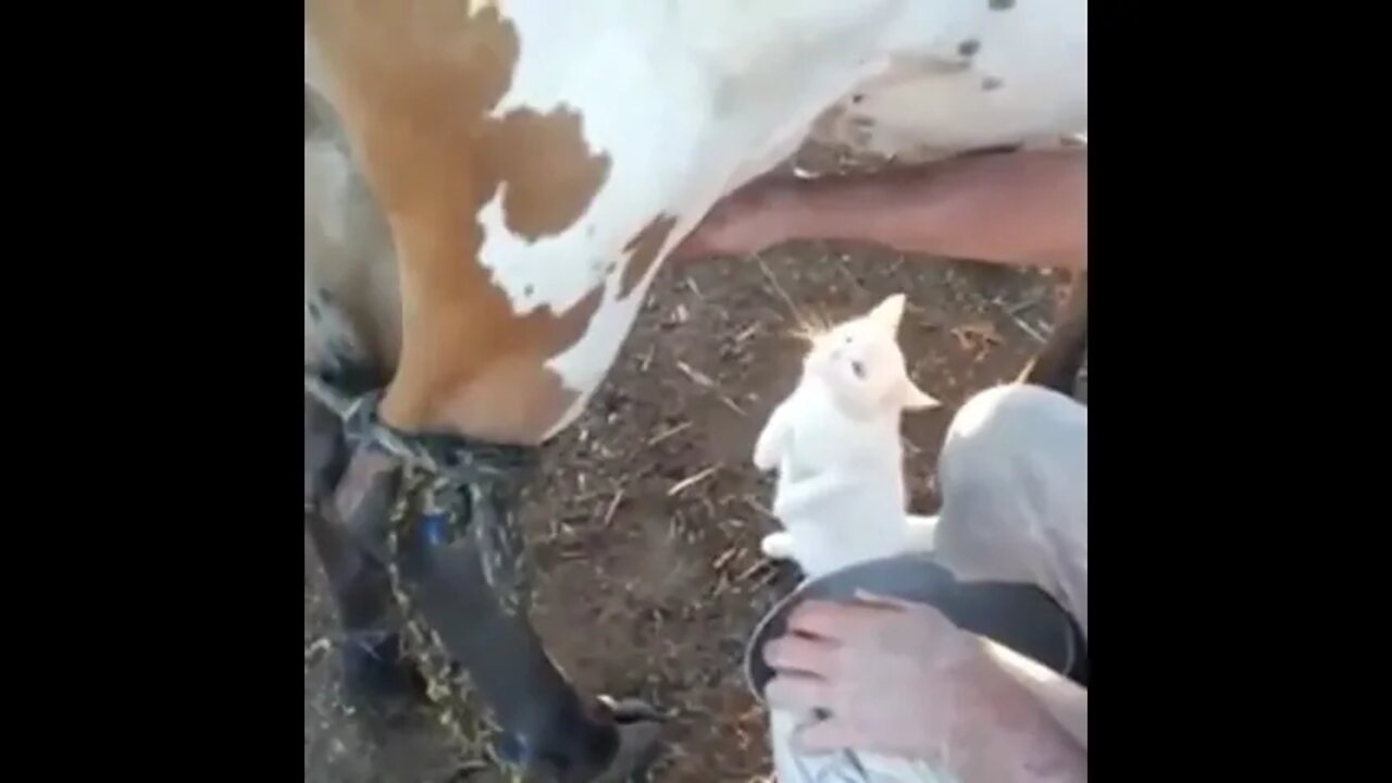 Drinking Fresh Milk #Shorts #ytshorts #UbertainmentFun #Dogs #Animals #Fun