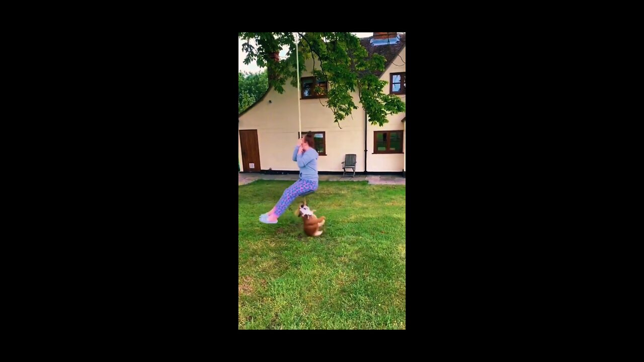 Animal funny video