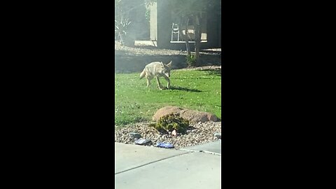 Wild coyote in Arizona out of the canal