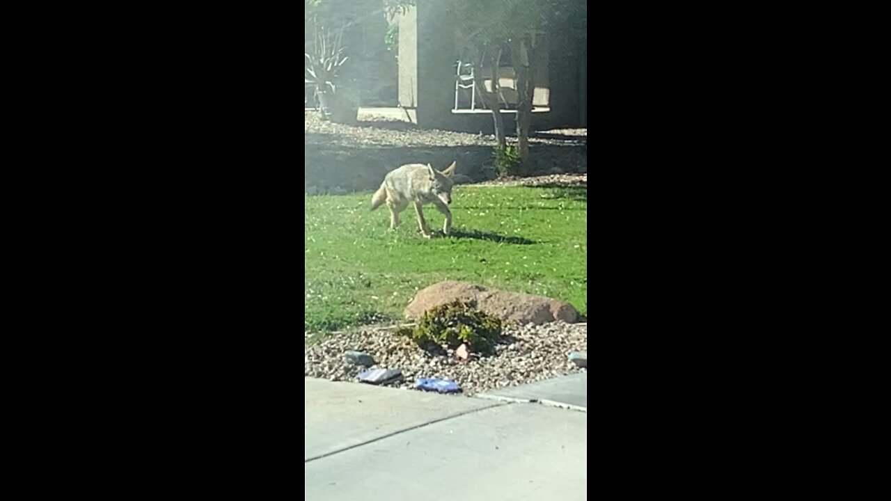 Wild coyote in Arizona out of the canal
