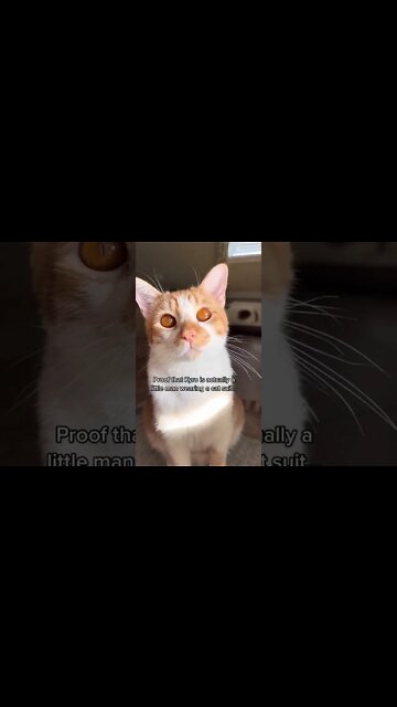 1Min Animal World #dogs #cats #pet