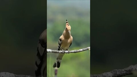 اجمل ماسمعت في حياتي