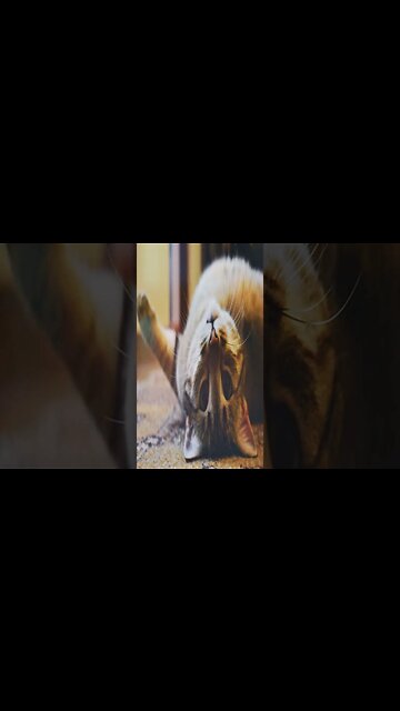 music - Can't Sleep Eveningland |#shorts #short #shortvideo #shortsvideo