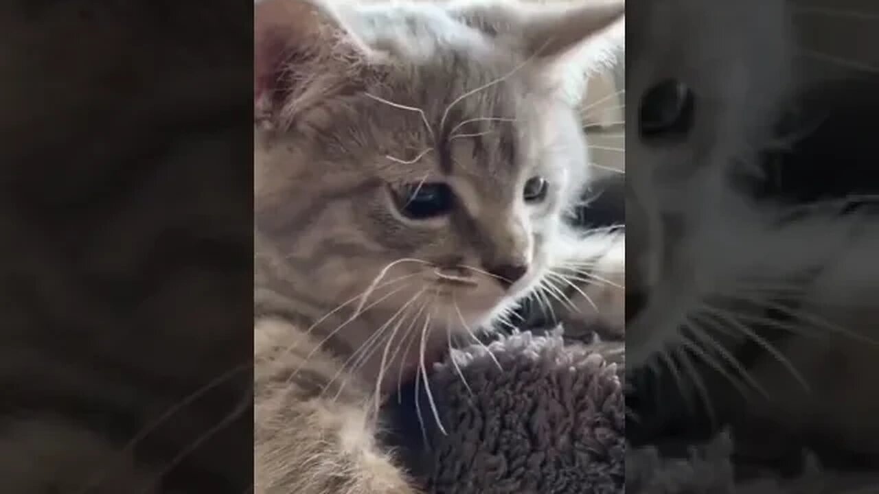 PLAYING CAT VIDEO MEAWWW