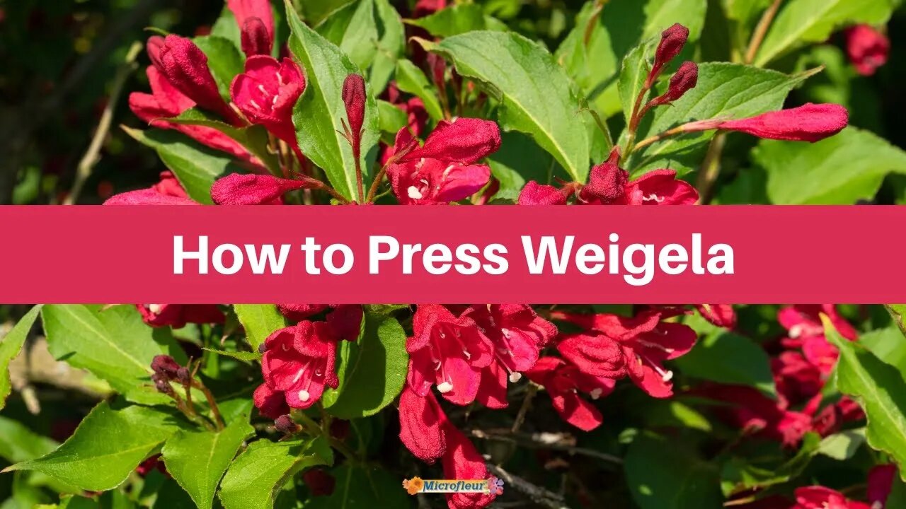 How to Press: Weigela