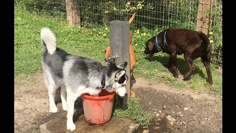 Cute Husky being selfish blocks other dogs having water