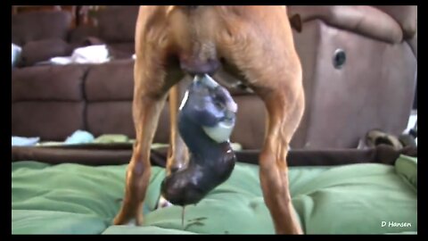 Mom dog has a birth (magic moment)