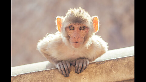 Pt. 24: Bio Hoax Cover Story (Monkeypox rebranded as Mpox)