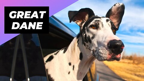 Great Dane 🐶 The Perfect Netflix Buddy