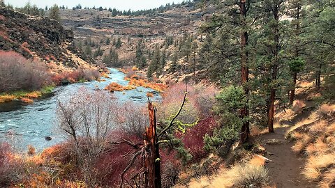 HERD OF DEER @ Steelhead Falls Trailhead! | Deschutes Canyon River FALL AUTUMN | Central Oregon | 4K