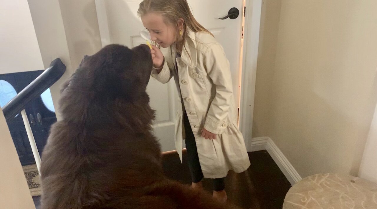 Little girl plays detective with giant Newfoundland