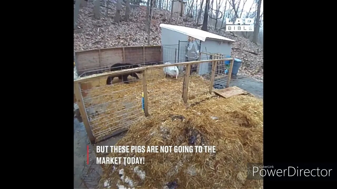 the bear thought he had some easy bacon, the bacon was biting back lol