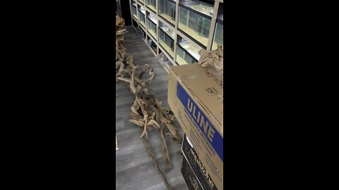 So Much Driftwood