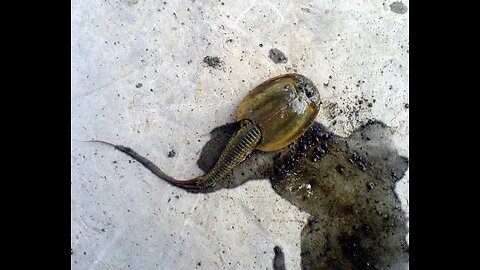 Giant Triops