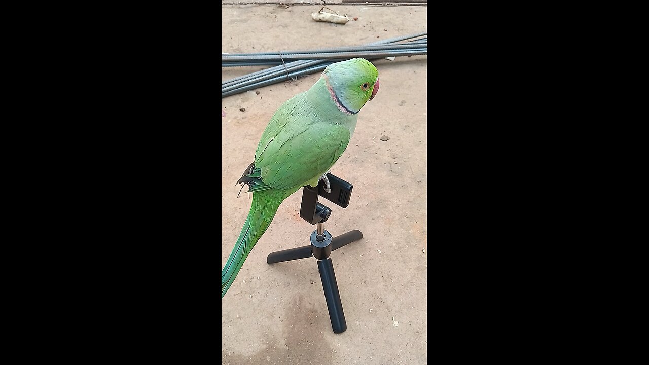 parrot video virel tedig video