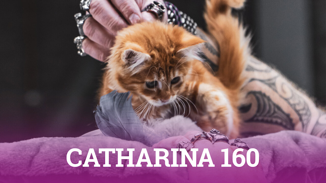 Petrebels - Catharina 160 - Cat tree or cat villa?