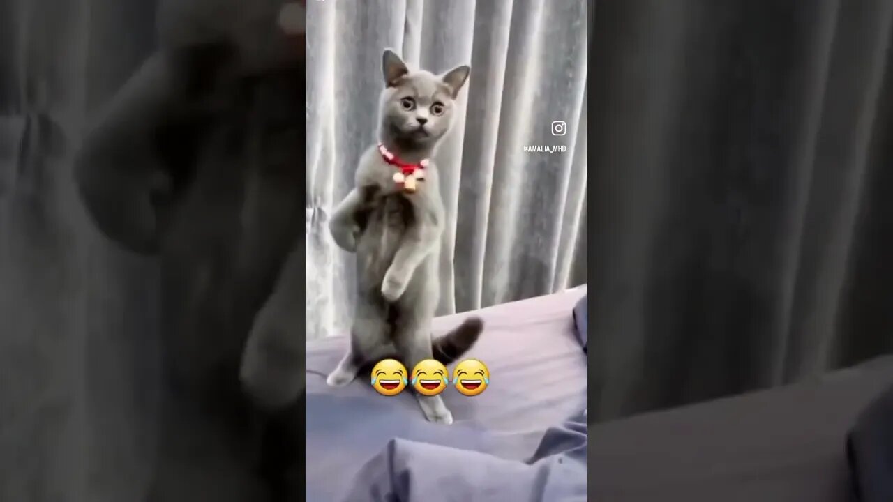 Funny cats ❤️❤️ #love #tiktokvideo #pets #cat #funny #funnyshorts