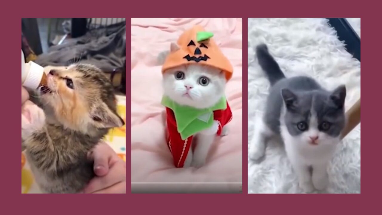 Baby Cats Video - Cute Pets And Funny Animals - Compilation #1 Animals Funny HD