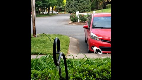 cat vs squirrel