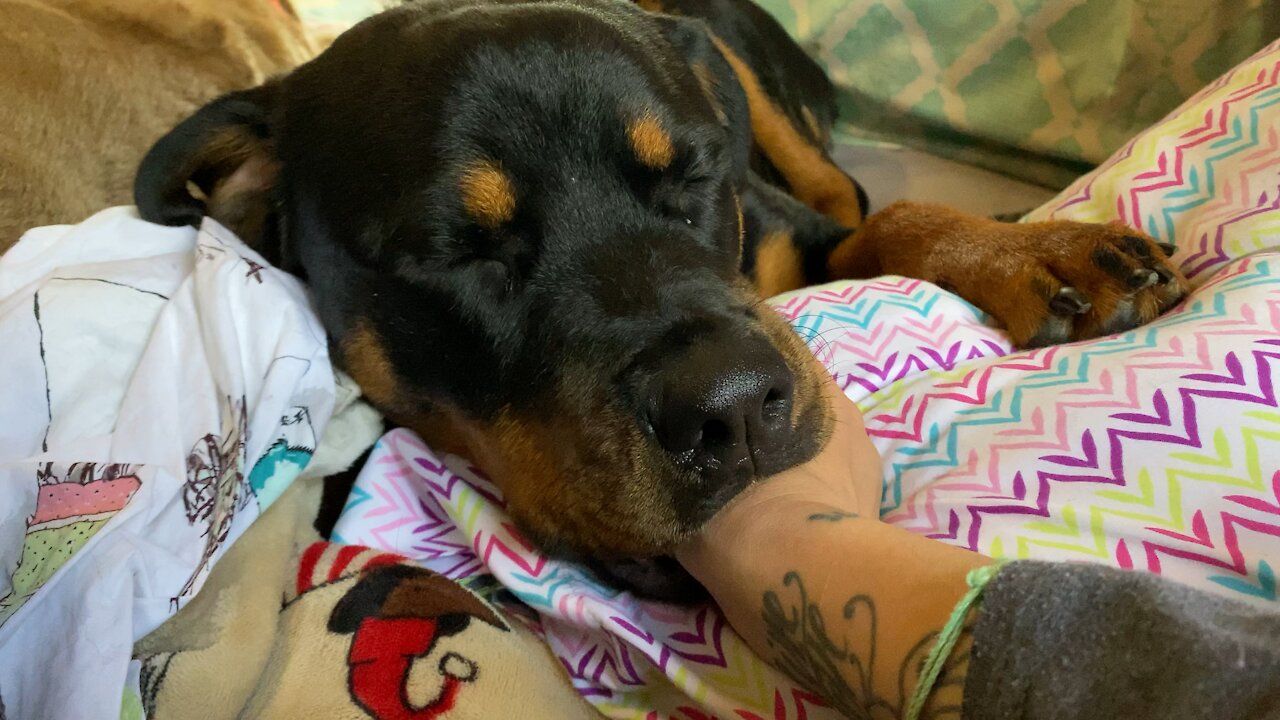 10-month-old rottweiler still sucks her owner’s thumb