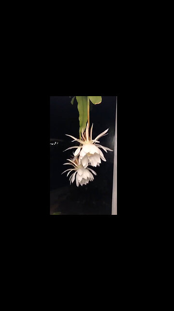 Moments when the "Queen of the Night" flower blooms one night a year.