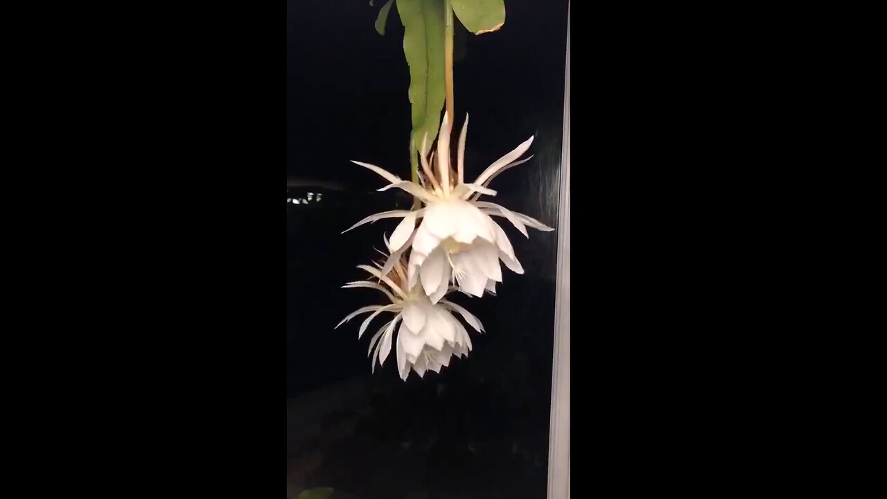 Moments when the "Queen of the Night" flower blooms one night a year.