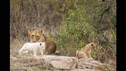 Most Amazing Moments Of Wild Animal 2022 | lion king | zookeeperag