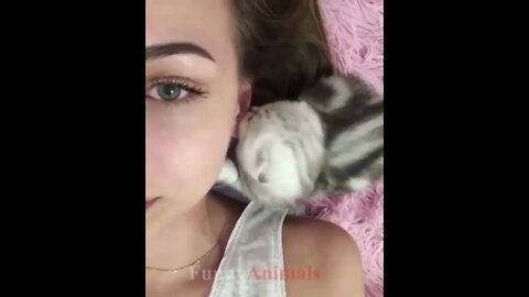 So many cute kittens videos compilation