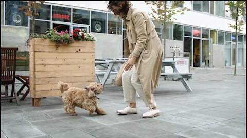 Poodle is very cute and adorable