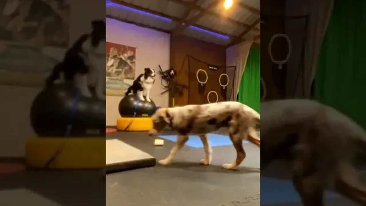 🥏🐶🧁Cute FrisbeeDog Puppy CupCake! Do Da Kine...🤙