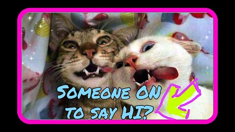 Cute and funny pets try not to laugh at them, I love these cute