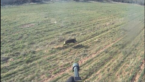 Unfrigginbelieveable Helicopter Hog Hunt Killing Spree!