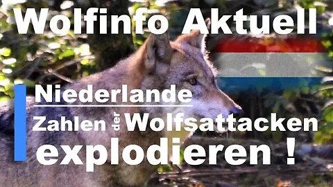 Wolfinfo Aktuell 106 (Zahlen der Wolfsattacken explodieren !)