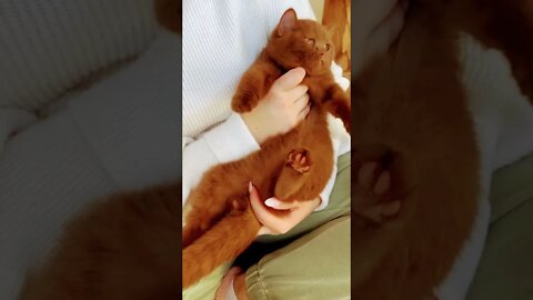 The cat on my hand