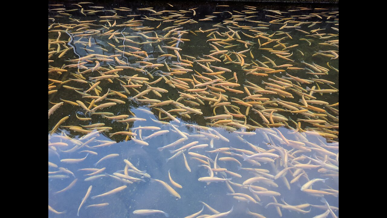 Amazing underwater video in Croatia Adriatic sea