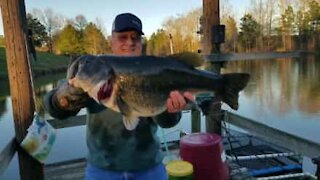 Record: uomo pesca una spigola di 7 kg a mani nude!
