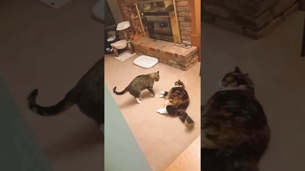 A Cat Fight Compilation