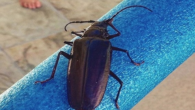 MONSOON BUGS! 8 things you want to know about Palo Verde Beetles - ABC15 Digital