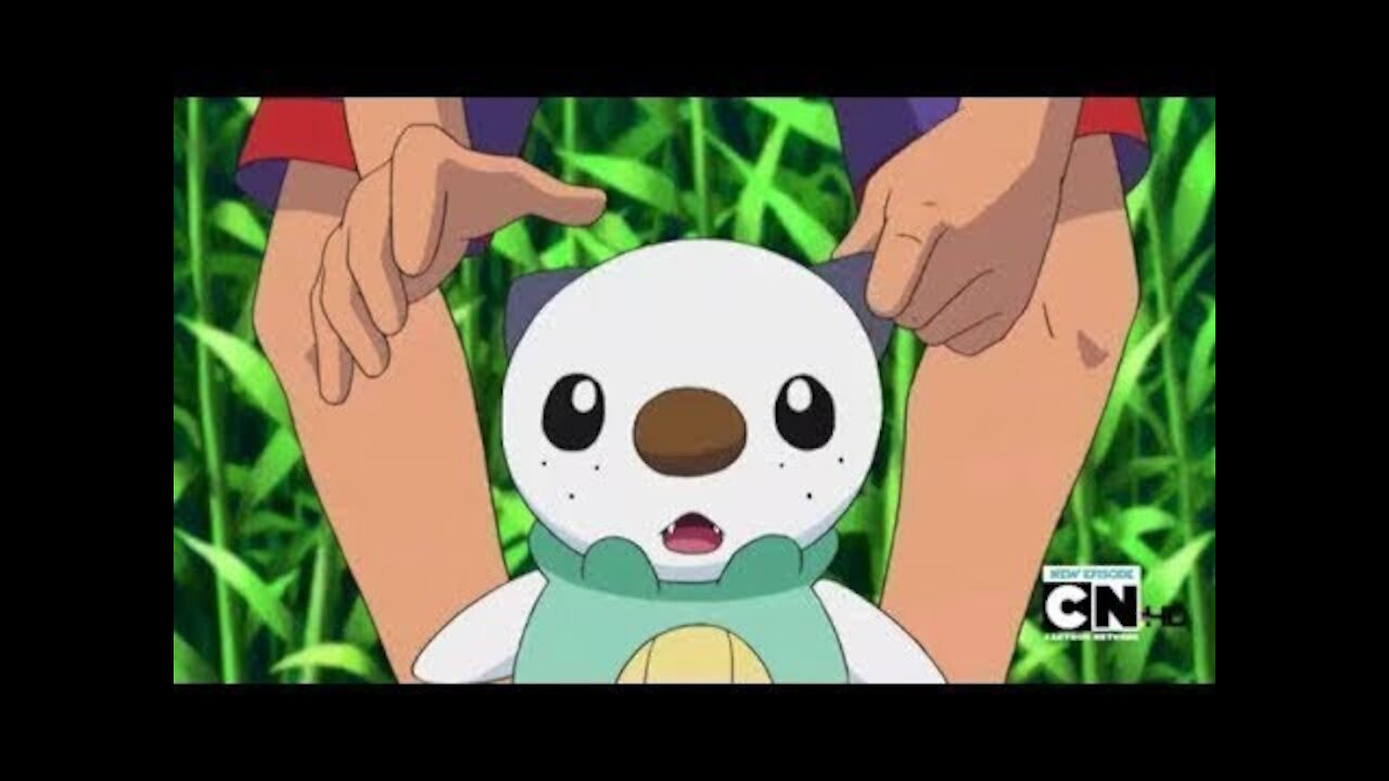 Pokemon Best Wishes: Ash pulls on Oshawott’s ears