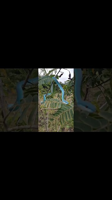 Blue Jewel of the Jungle! #viper #snakes