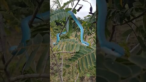 Blue Jewel of the Jungle! #viper #snakes