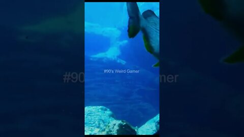 #90's Weird Gamer #underwater 💧#trending #nature #today #monsterfish #sealife #sealife4k #shorts