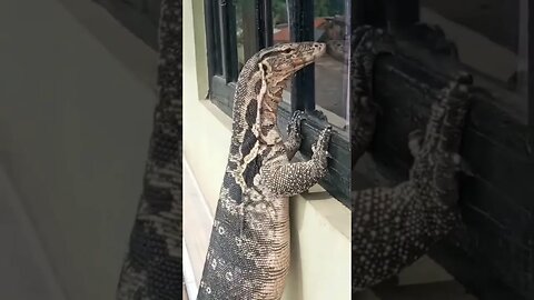 "Excuse me, do you have a moment to talk about our Lord and Saviour Godzilla?"