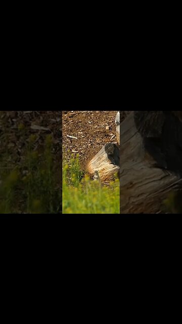 Farm Pesting #airguns #pcpairgun #airgunhunting #airgunshooting #airriflehunting #airrifles