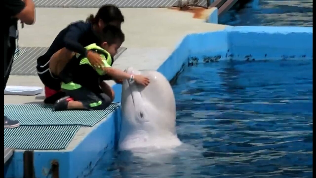 Blue Whale Kiss the Kids